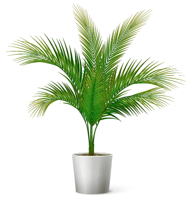 Tropical plant decoration